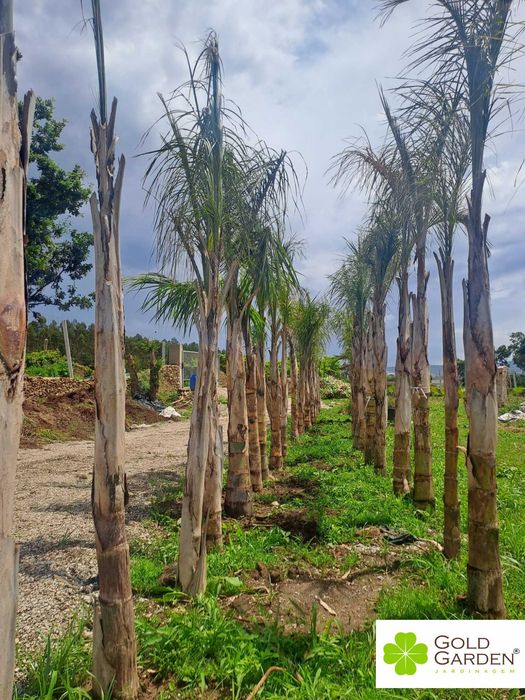 Coqueiros de várias alturas! Palmeiras / Árvores / Jardim / Plantas