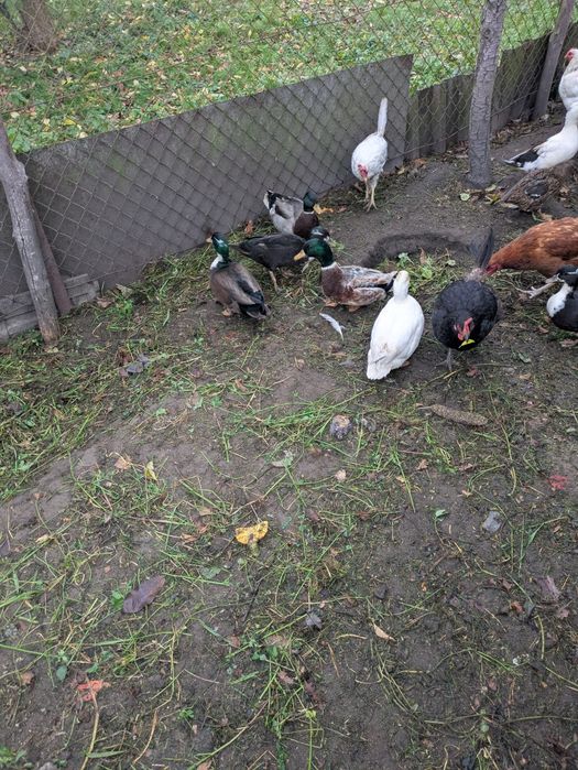 Kaczki call duck biegusy
