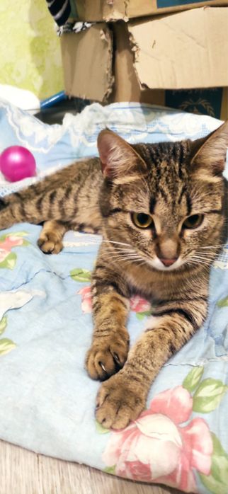 Красуні дуже потрібна родина!