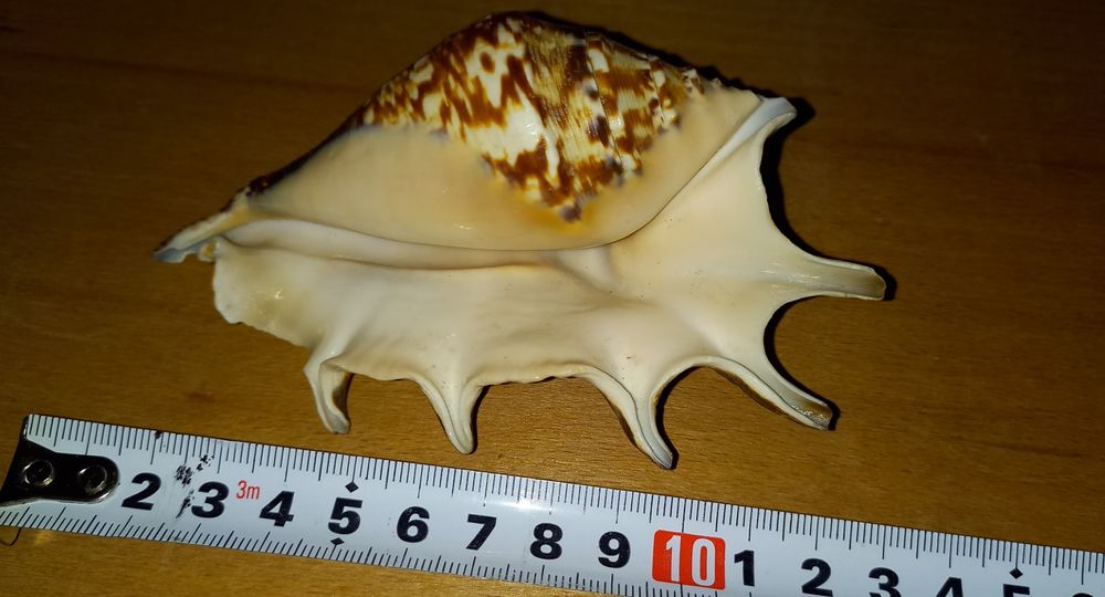 Ракушка морская,красивая