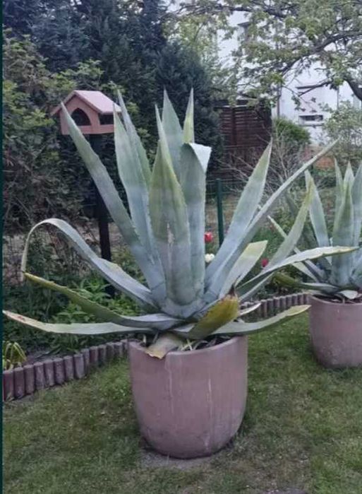 Duża agawa w donicy