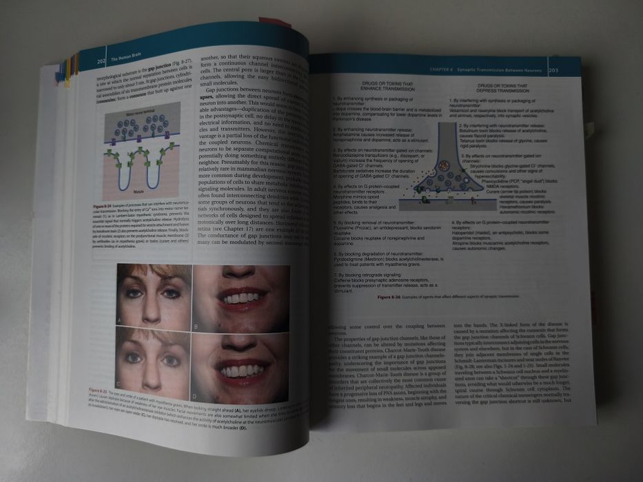 Livro Nolte's the Human Brain