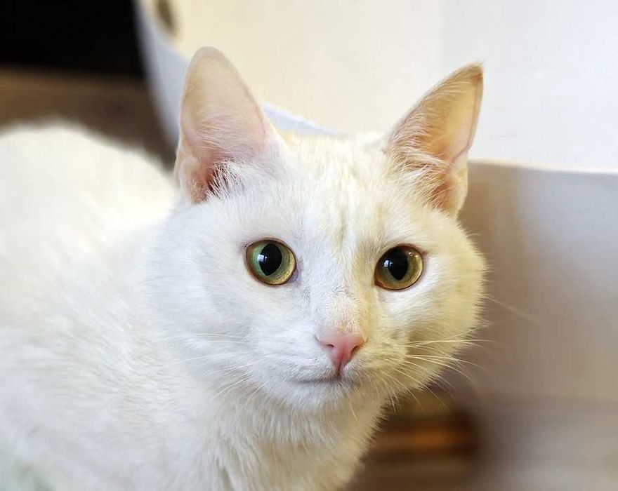 Кішечка, кошеня, кішка, красуня Зефірка (5 міс.) – шукає домівку!