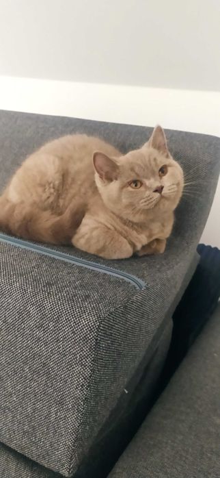 KOT BRYTYJSKI kociak kot liliowy prawdziwy  RODOWÓD FPL FIFE