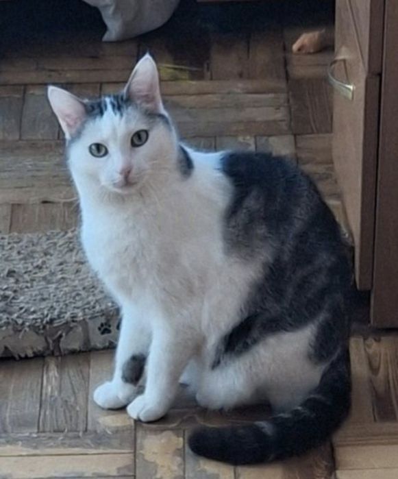 Тифани в добрые ручки