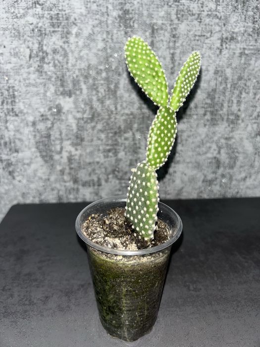 Кактус опунція вазон, традесканція