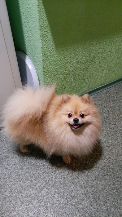 Шпиц, кобель, вязка