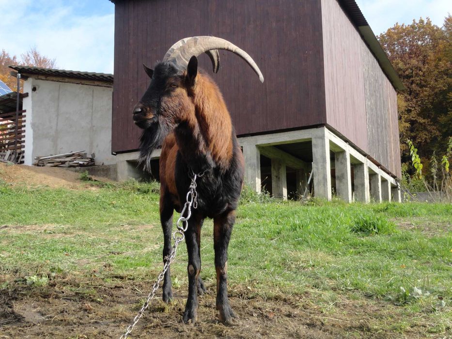 Козел цап 100% альпієць