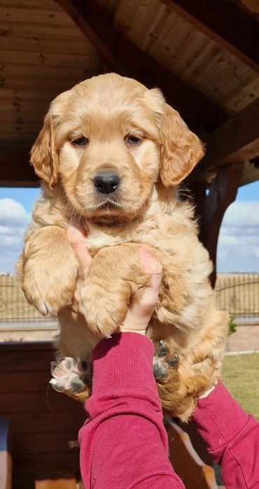 Golden Retriever złote