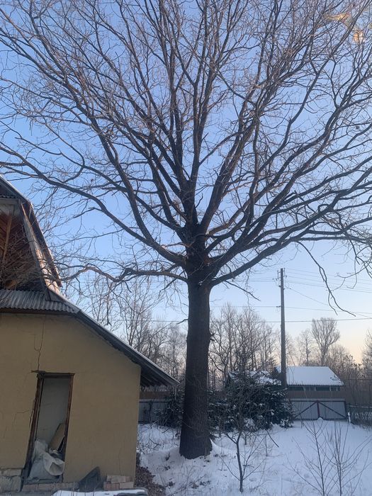 Віддам безкоштовно дуб , горіх. Самовивіз . М . Коломия