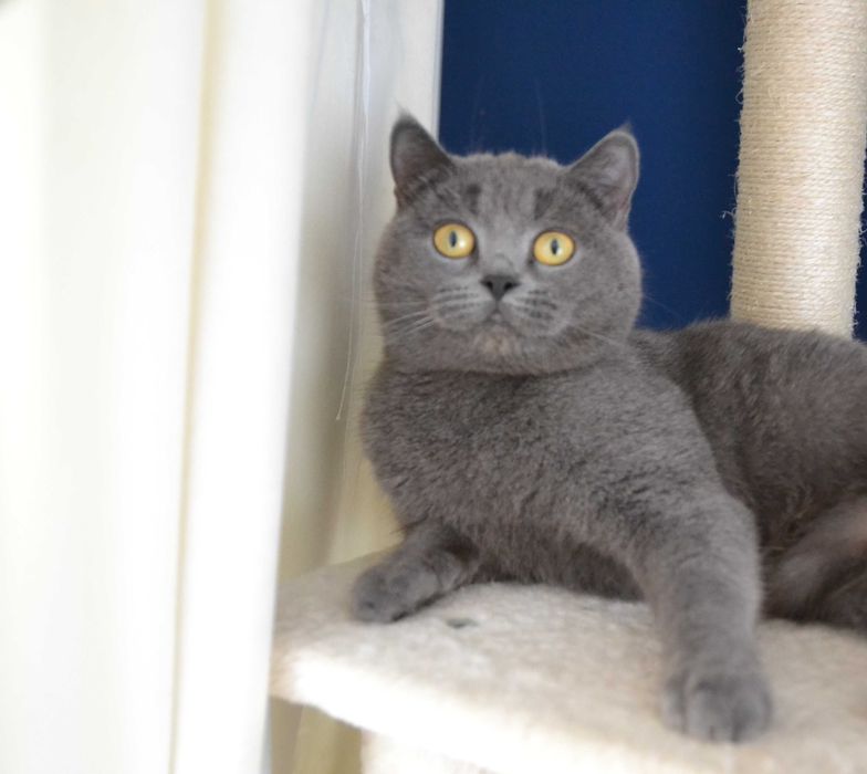 Koteczka szkocka dorosła