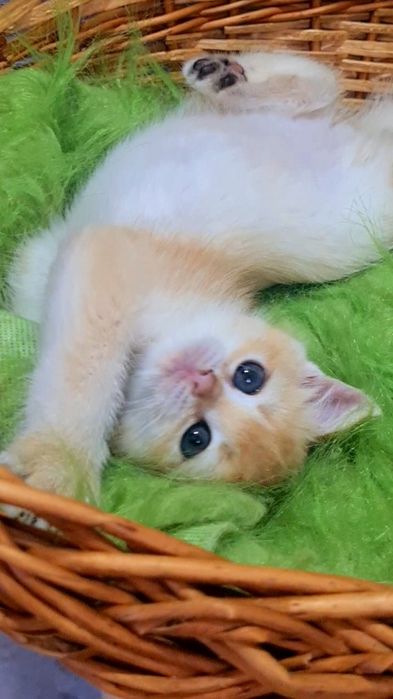 Малюки золотої шиншили