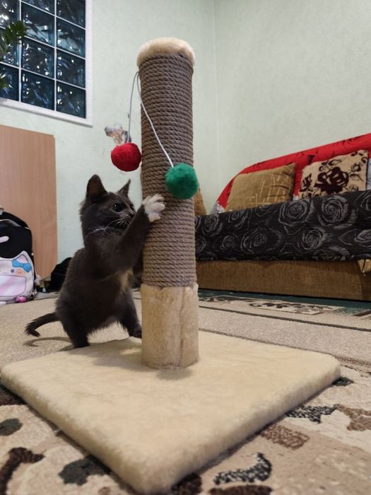 Когтеточка.Дряпка. царапка для котят и кошек