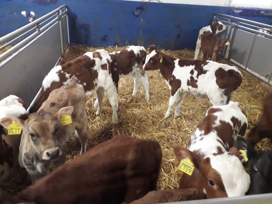 Cielaki Simental, żeruny, na mleko byczki, jałówki 60-200kg