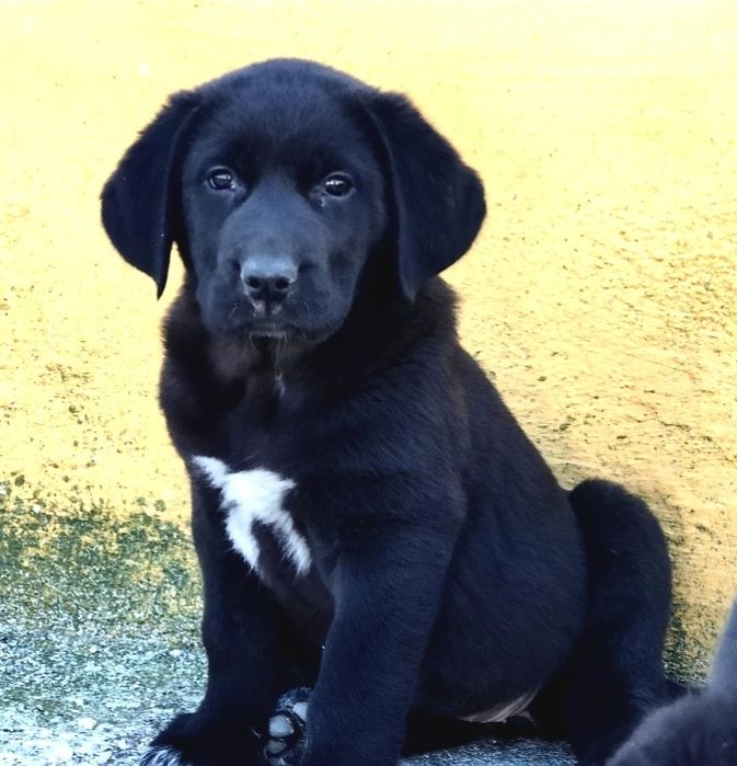 Mastin Espanhol Puro