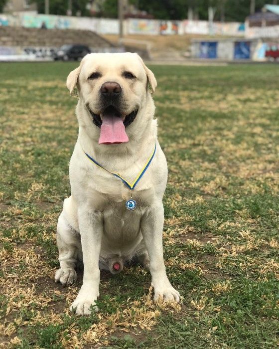 Лабрадор ретривер для вязок