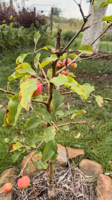 Zdjęcie 8