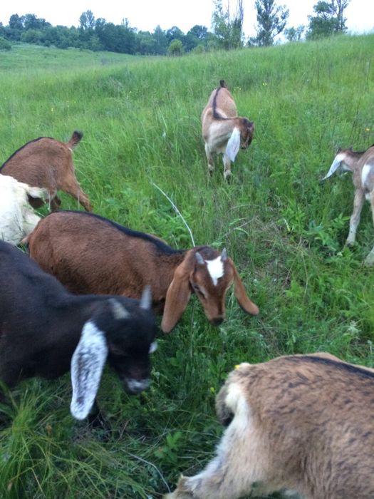 Англонубийские козы