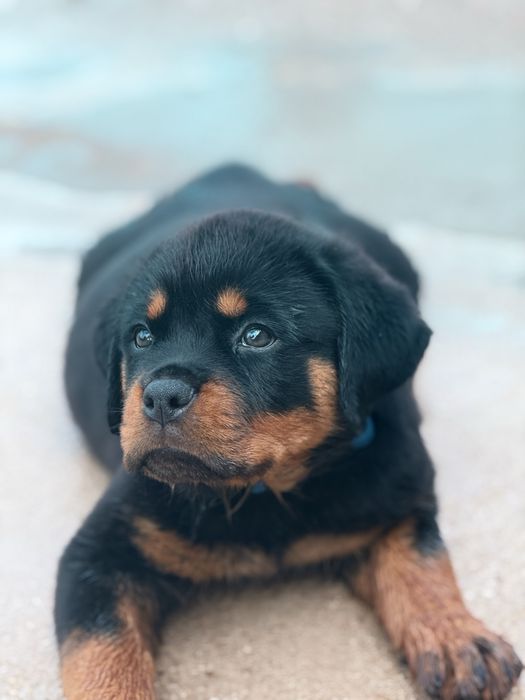 Rottweiler com LOP – Excelente Linhagem