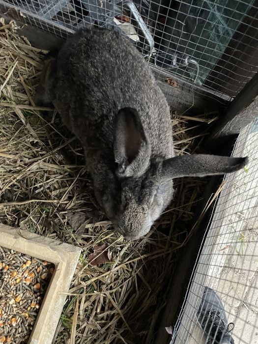 Króliki młode mieszańce