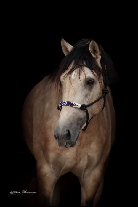 Psl baio 4 anos inteiro