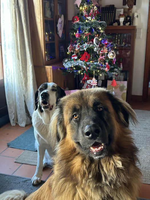 Cão da Serrada Estrela para adopção