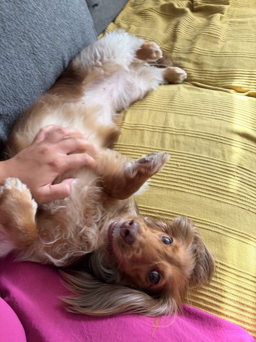 Dog Walker/ Pet Sitter Lisboa