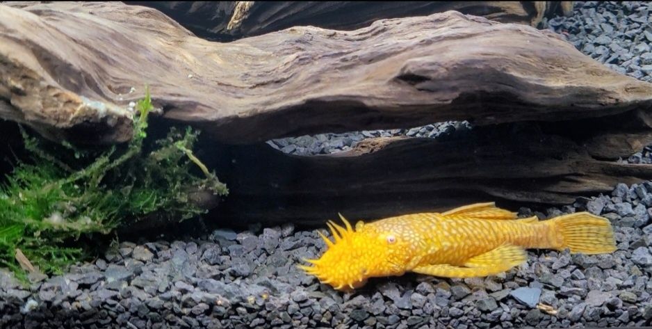 Ancistro amarelo.
