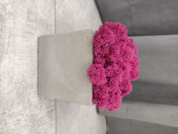 Mech Chrobotek Reniferowy w betonowej doniczce, 10,5cm