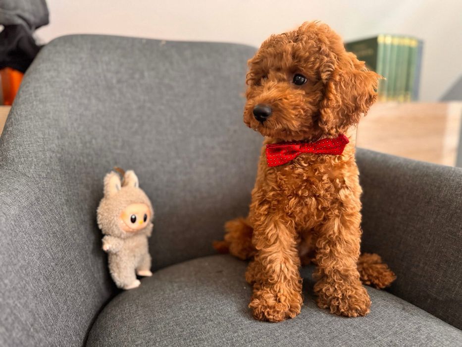 Pudel Toy piesek do rezerwacji badania genetyczne