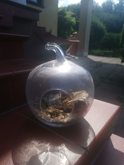 Szklany okrągły wazon