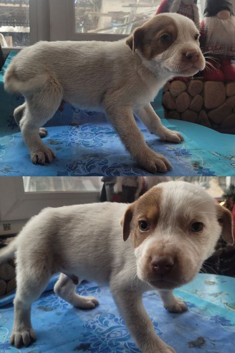 Цуценята в добрі руки