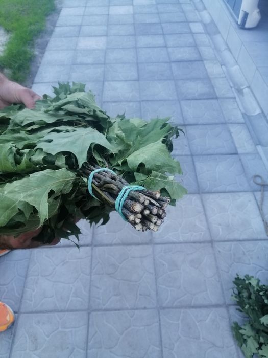 Віники дубові для бані