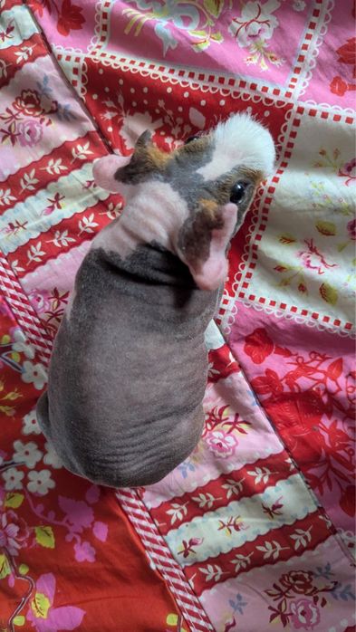 Продам морскую свинку (лысая)