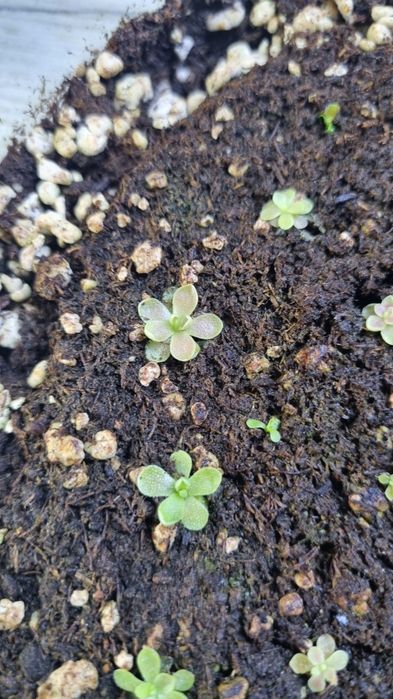 Pinguicula esseriana - Tłustosz mięsożerny