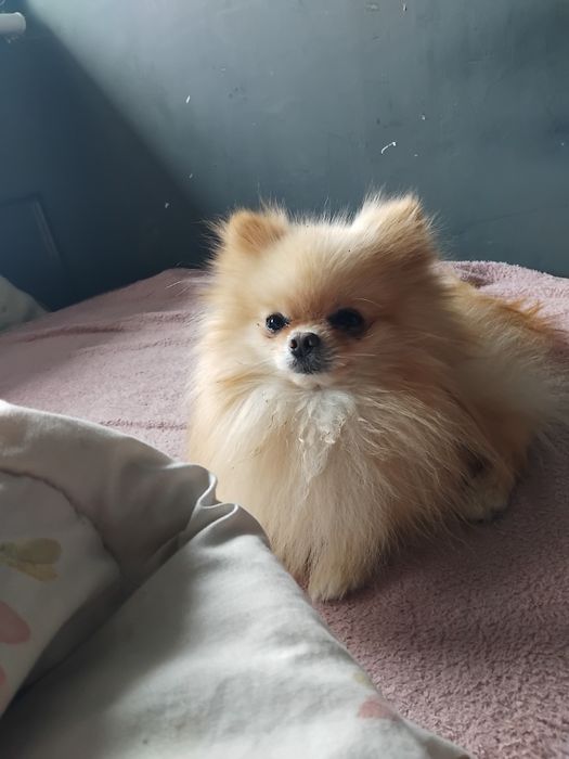 Szpic miniaturka Pomeranian