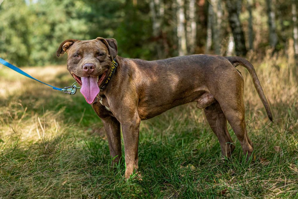 Adopcja- Lemon - Pitbull- Amstaffy Niczyje