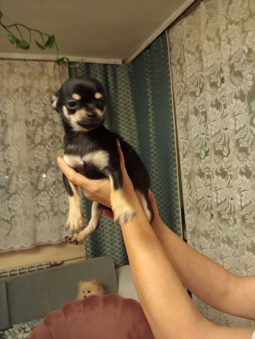 Chihuahua sunia black tan