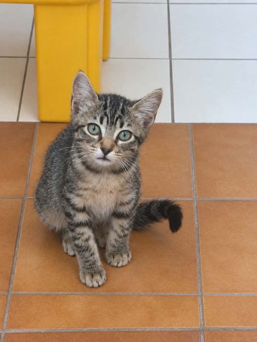 Gatinha para adoção responsável