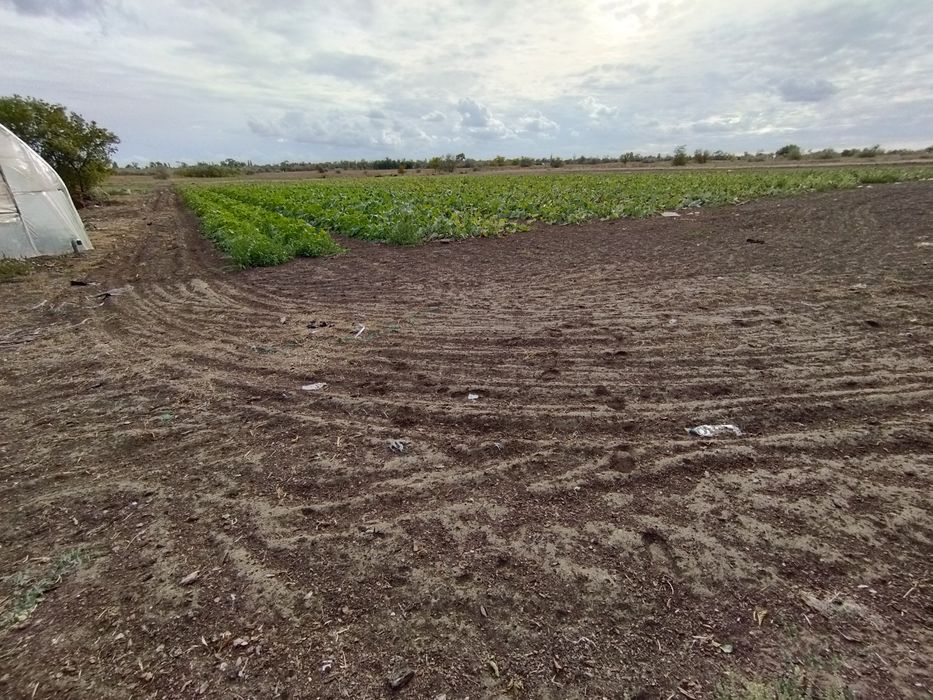 Сдам в аренду землю 6 Га на поливе