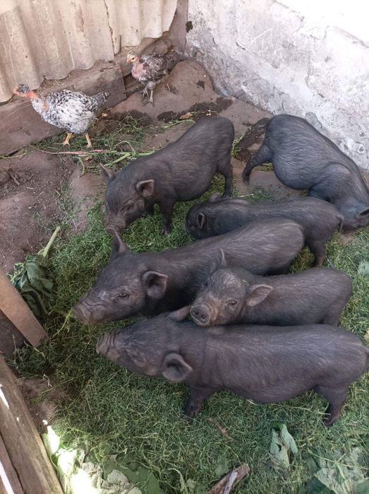 В'єтнамські кабанчики.Можлива доставка по району.