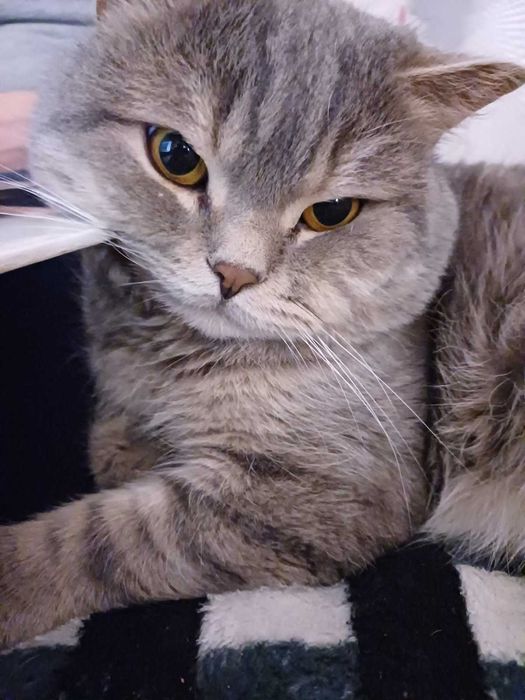 Кіт для вязки. Скоттішь страйт