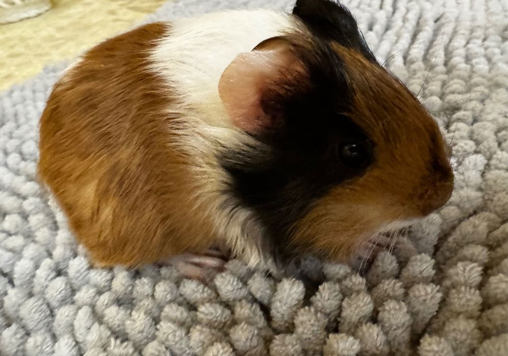 Морська свинка трьох колірна , вік три тижні