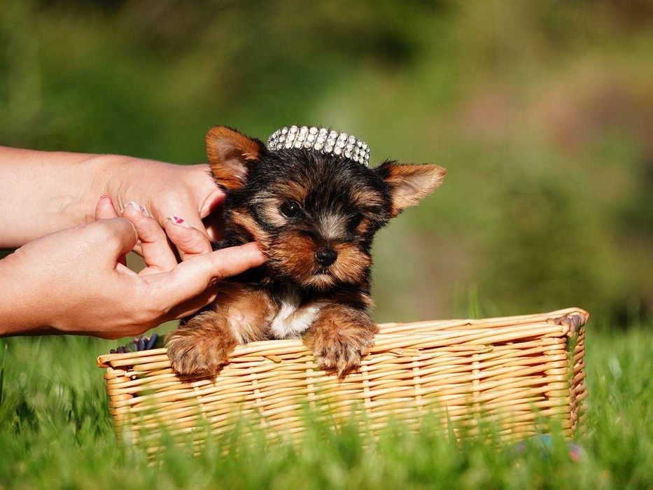 Само очарование йоркширский терьер