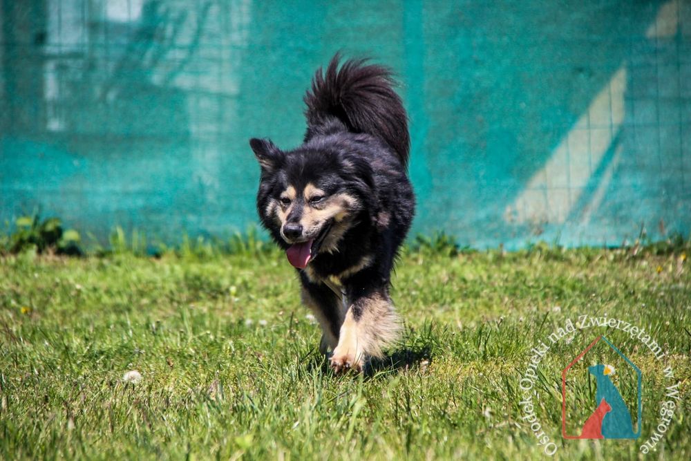 Barney 114/23 - SZUKA DOMU!