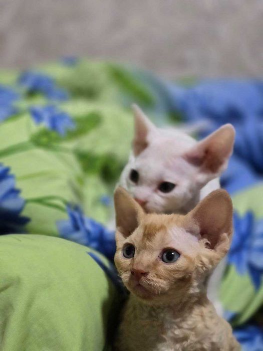 Девон рекс в'язка