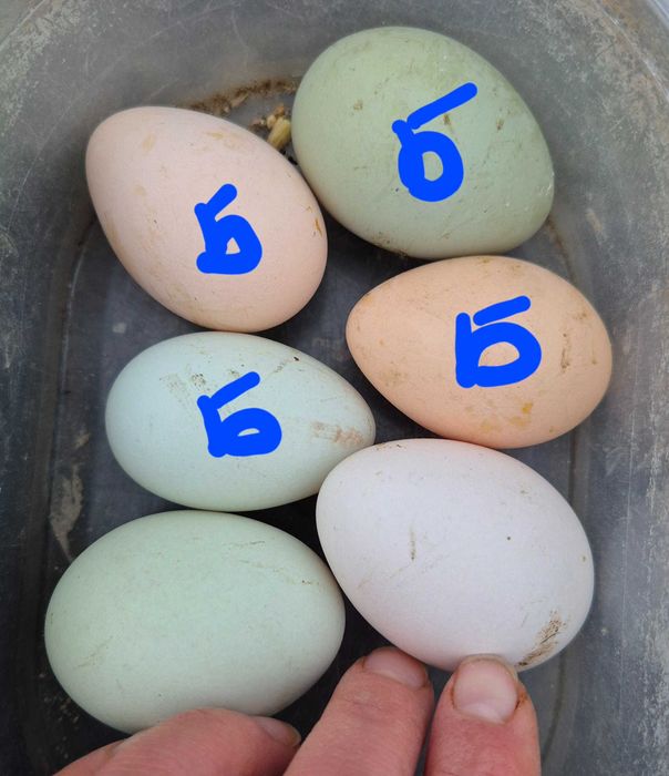 Бентамки півні півень для невеликих курочок кольорові яйця