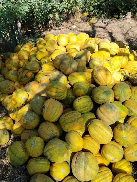 Продам солодку диню!