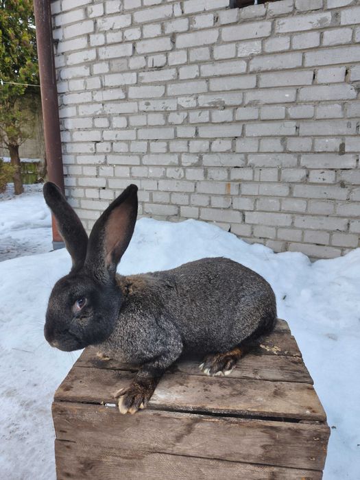 Samica samiec Belg/srokacz bardzo ładne