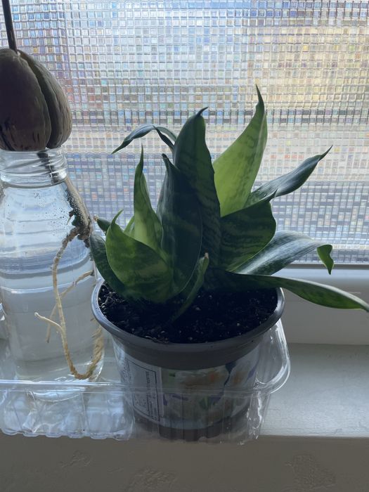 Вазон сансевьєрія ханні